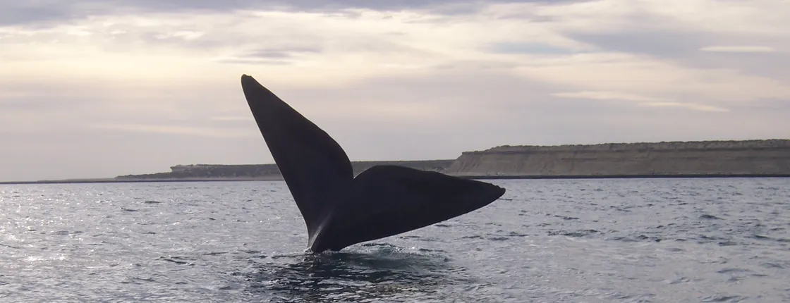 Peninsula Valdes with whale watching - Full day tour