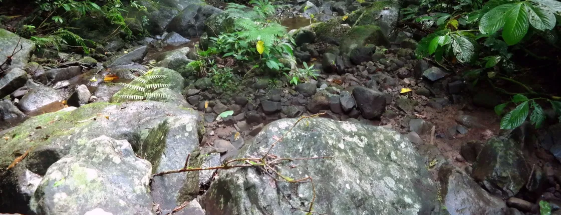 Deep jungle trekking by BJT