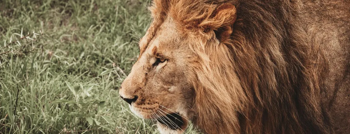 Nyerere National Park private one-day safari with flights