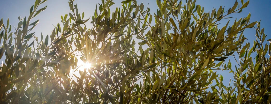 Finestrat Guided Tour and Olive Farm Visit with Tasting