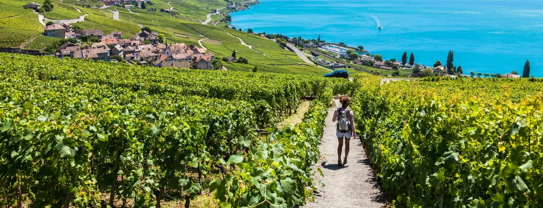 Wine tour in the Lavaux vineyards