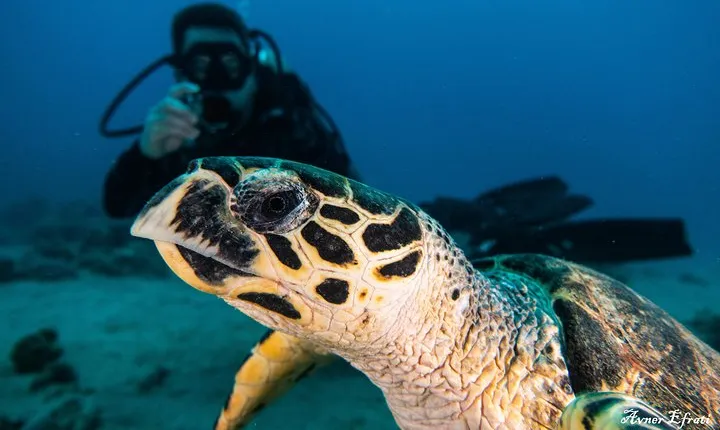Introduction diving at Coral Reef with Instructor - 40 minutes