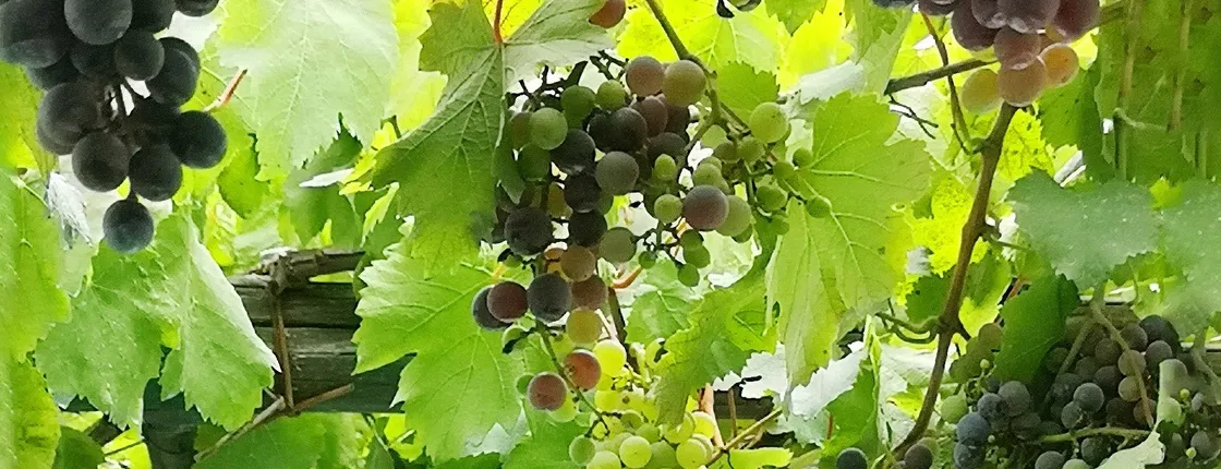 Santorini wine lovers tour with sunset