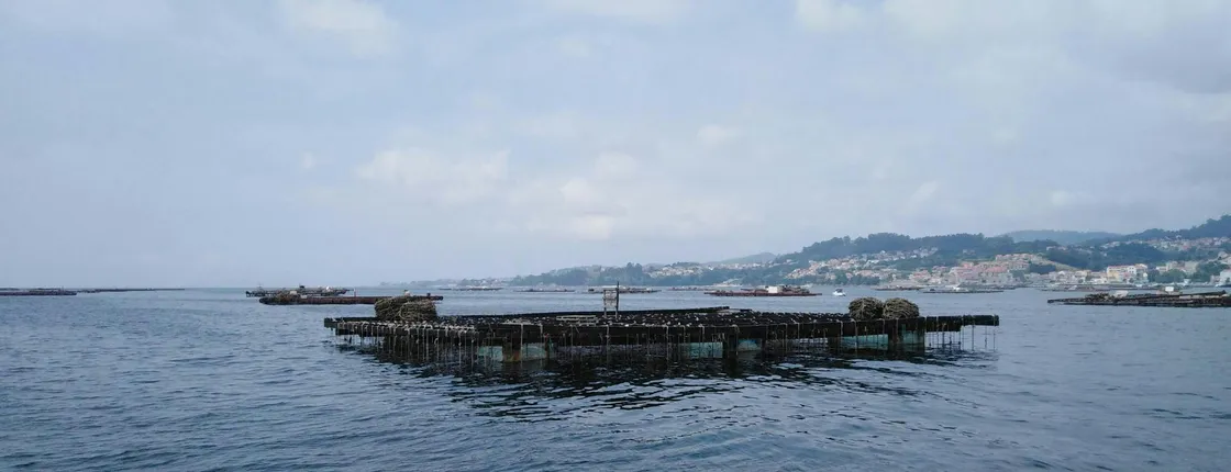 Vigo estuary catamaran tour with mussel tasting and wine