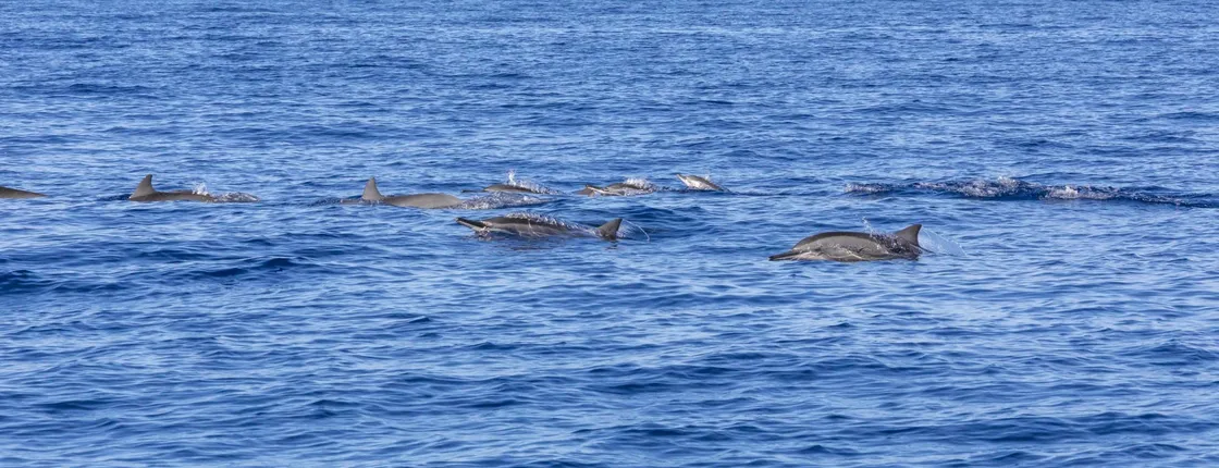 Mauritius dolphin and whale watching speedboat tour