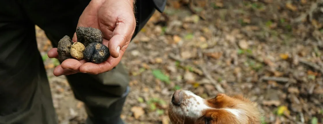 Truffle hunting and tasting in San Gimignano with lunch
