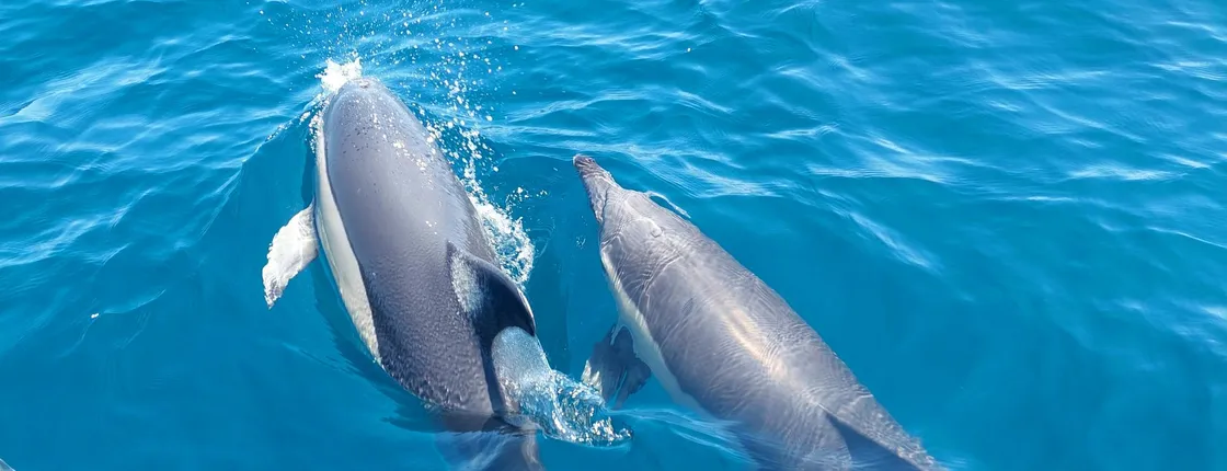 Dolphin watching experience and 4x4 tour at Cabo Espichel