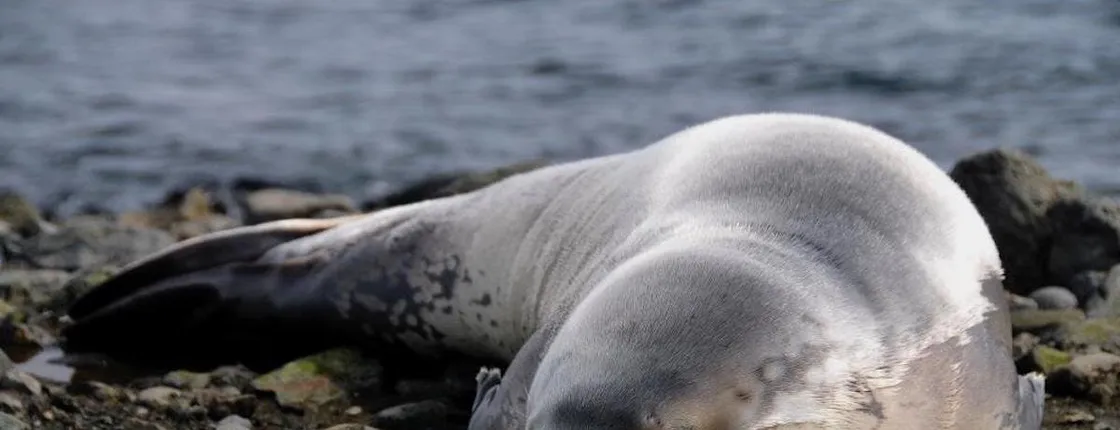 Marine Wildlife Boat Cruise and Cape Town City Tour