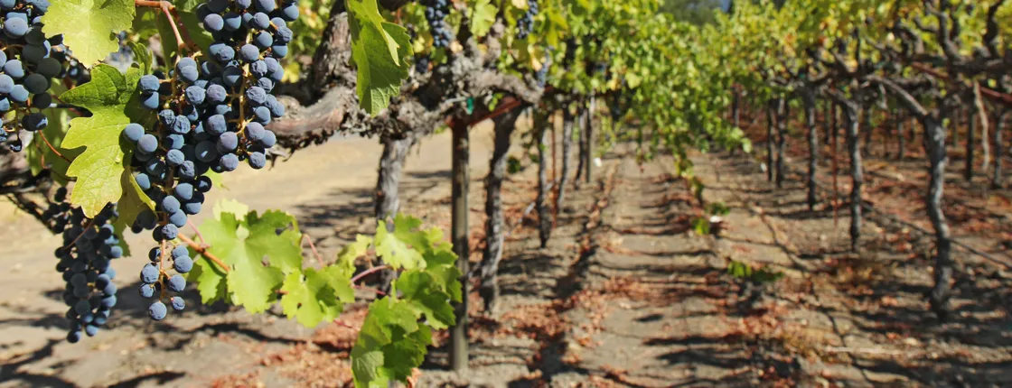 Half-day wine country tour from San Francisco