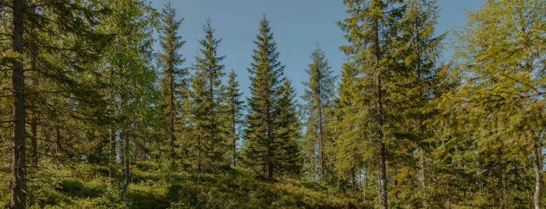 Holmenkollen private walking tour