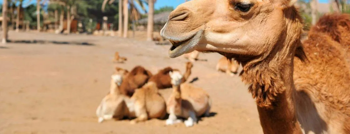Dromemilk Camel Reserve guided tour