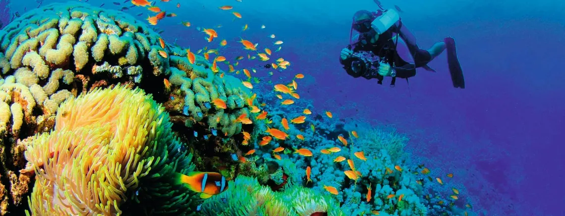 Las Caletas Scuba Diving Ticket