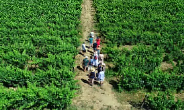 Douro Valley Tour - 3 Wine tastings, Lunch & river Cruise