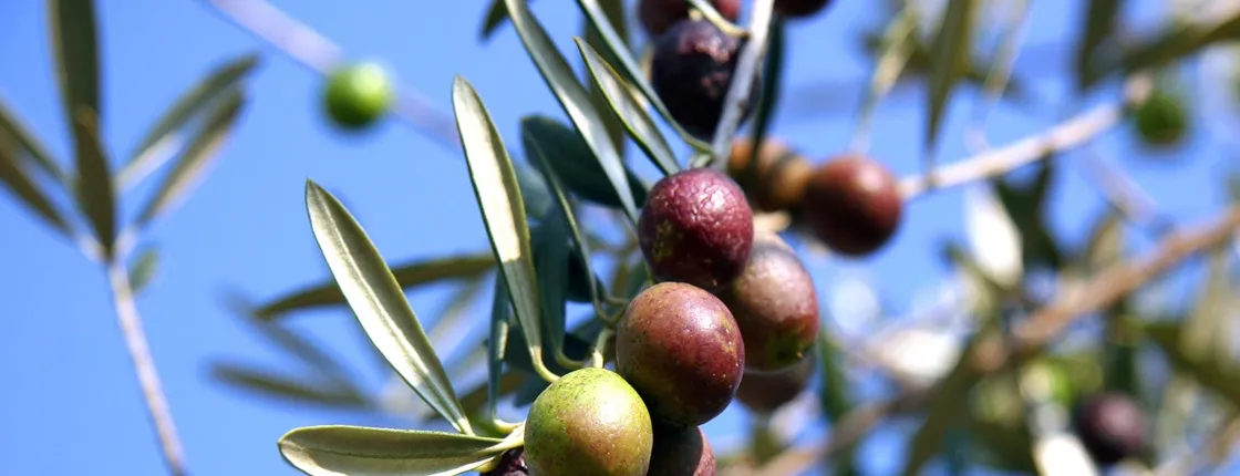 Olive oil farm tour from Seville