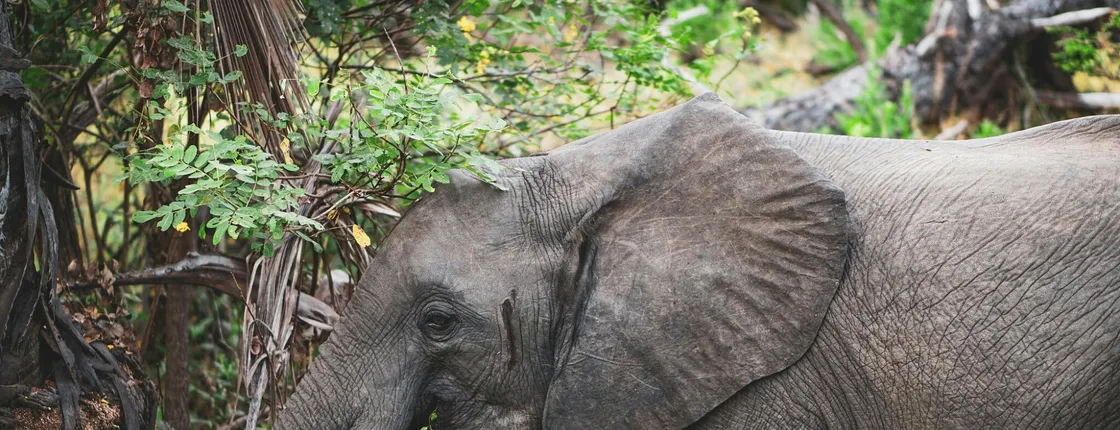Nyerere National Park two-day premium safari with two game drives