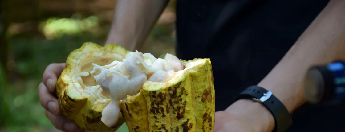 Chocolate Farm Tour & La Fortuna Waterfall
