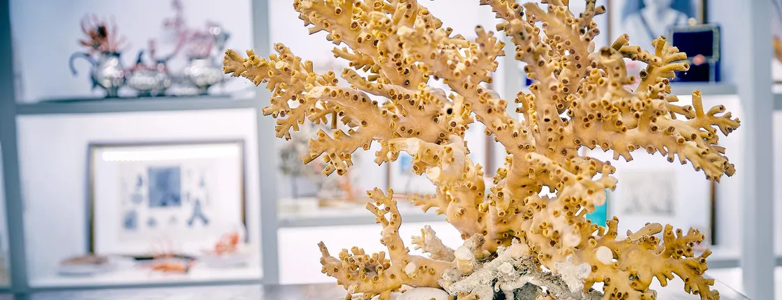 Coral Workshop Experience with a Visit to the Museum in Sciacca