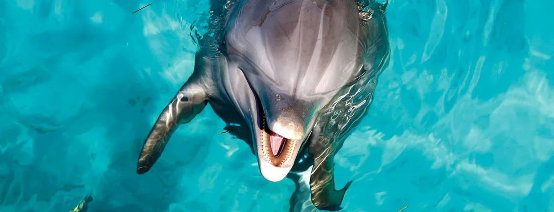 Aquaventuras Park dolphin encounter ticket
