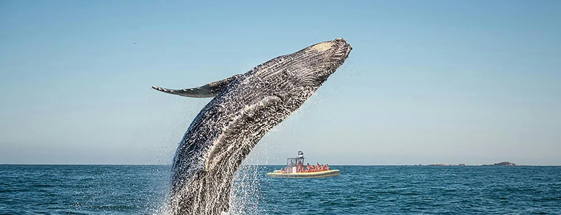 Charlevoix whale-watching cruise on a zodiac boat