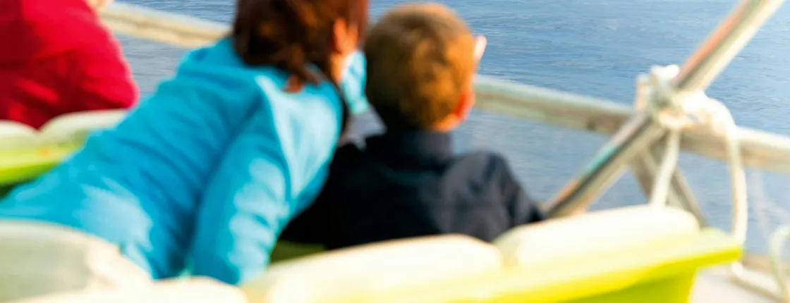 Alcudia dolphin-watching trips by Brisas