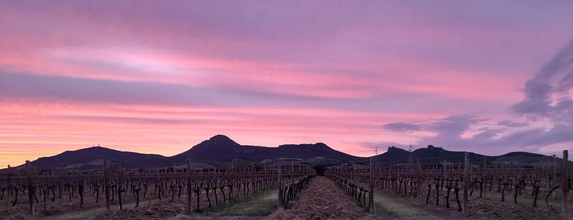 Alghero wine and food experience in a winery