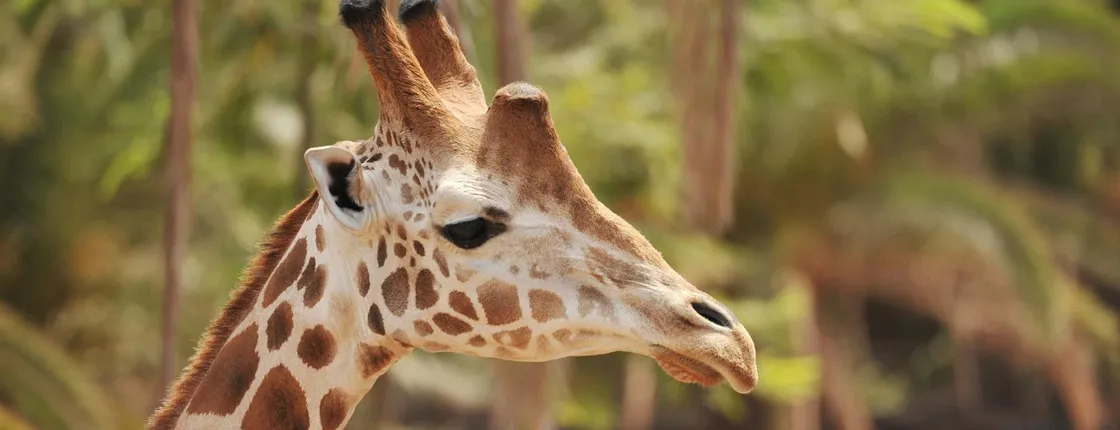 Oasis Wildlife Fuerteventura tour