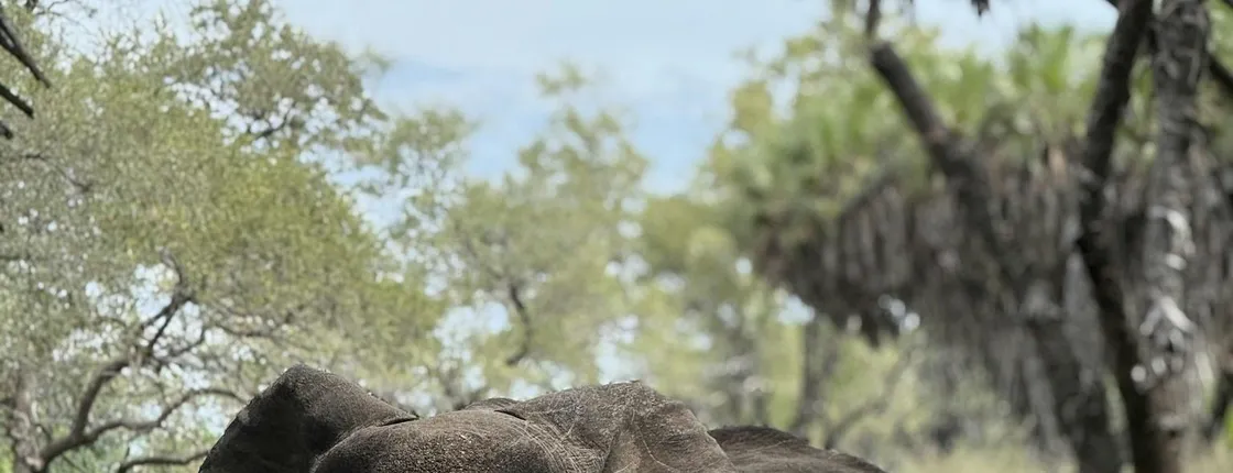 Nyerere National Park one-day safari with flights from Zanzibar