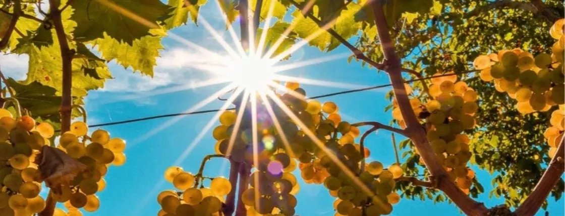 Wine and food tasting on Mount Etna vineyard from Taormina