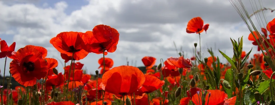 Flander Fields full-day Tour from Brussels