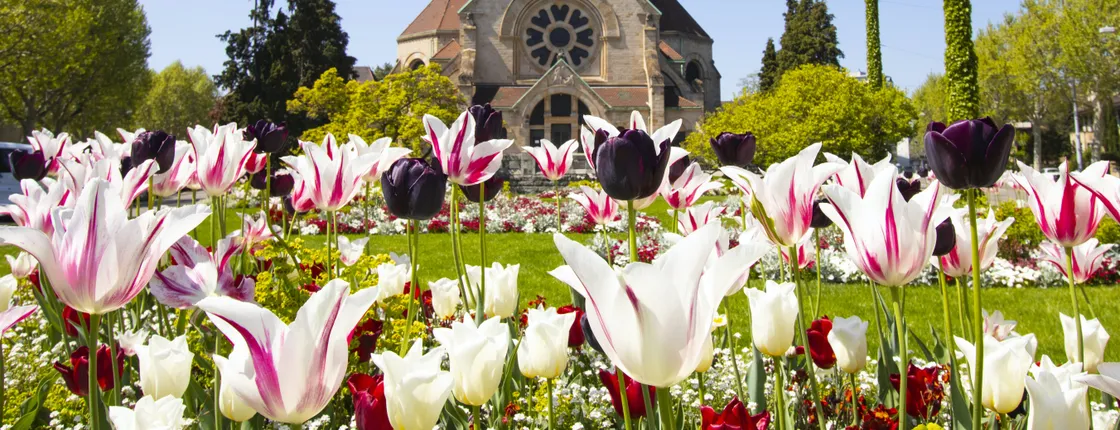Discover Basel's most photogenic spots with a local