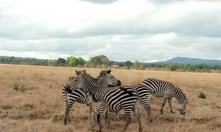3 Days Safari to Mikumi NP - Accommodation Inside the Park