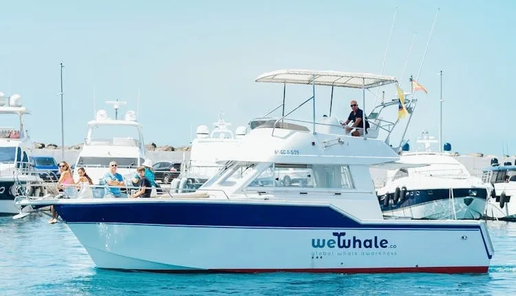 Gran Canaria dolphin watching morning experience