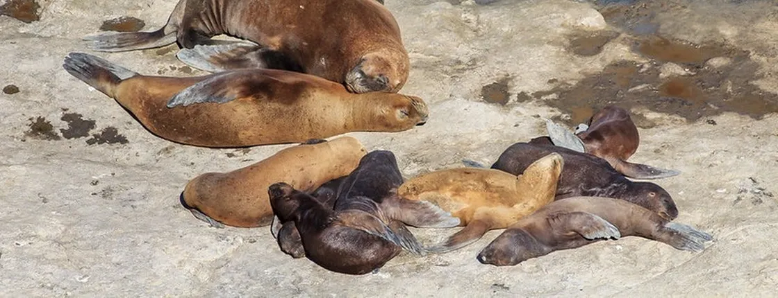 Tour of Peninsula Valdes and sea lions reserve from Puerto Madryn