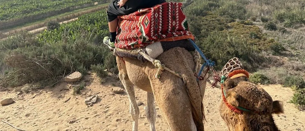 Saidia half-day camel ride