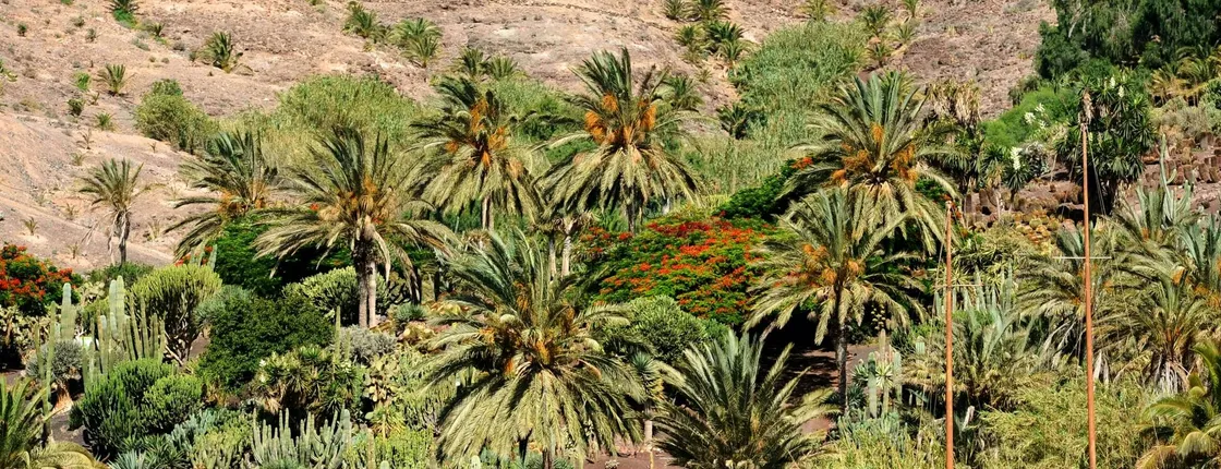 Oasis Wildlife Fuerteventura Botanic Experience guided tour