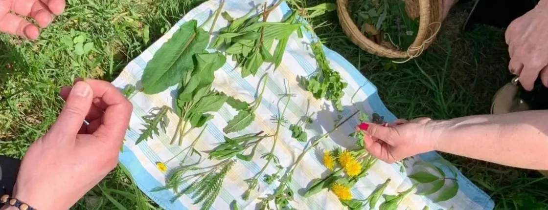 Heidelberg wild plant foraging guided walk