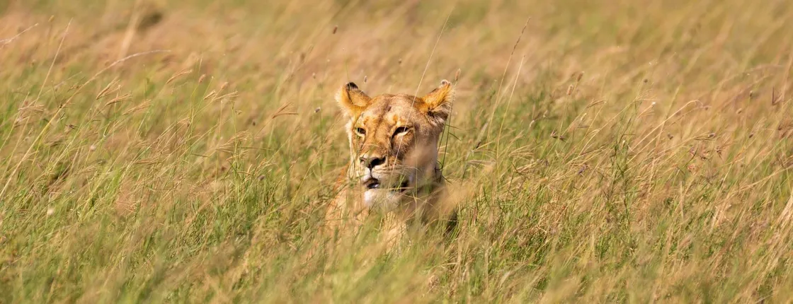 Serengeti, Ngorongoro, Tarangire 4-Day Safari with hot air balloon