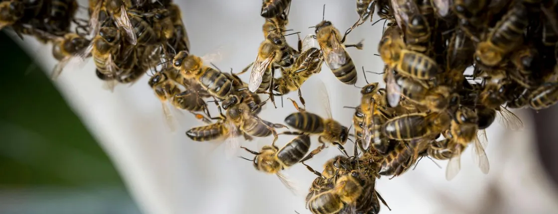 Guided beekeeping tour in Andorra with honey-tasting