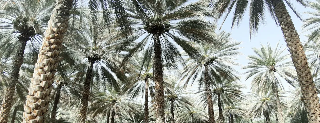 Private tour to Al Hajar villages and Al Hoota Cave from Muscat with lunch