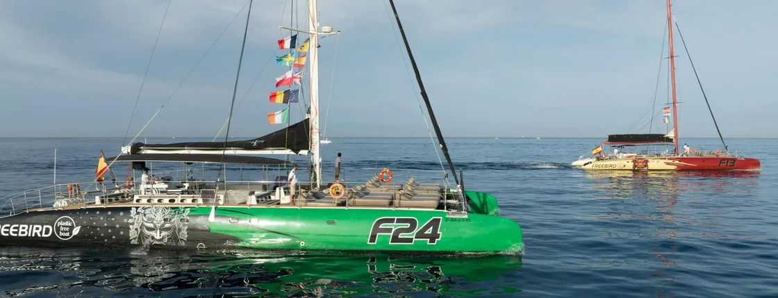Exclusive Freebird catamaran whale and dolphin cruise to La Caleta