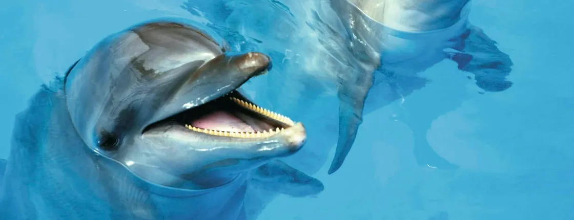 Puerto Vallarta signature dolphin swim