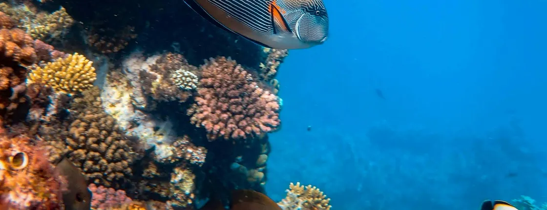 Blue Lagoon and Tanjung Jepun snorkelling experience with lunch