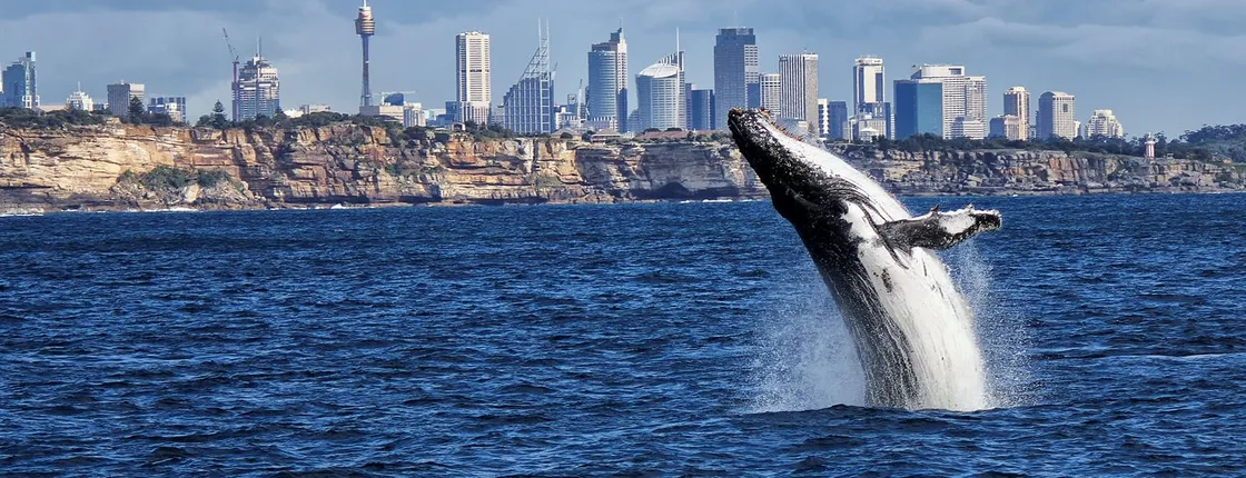 Sydney whale-watching cruise with breakfast or lunch