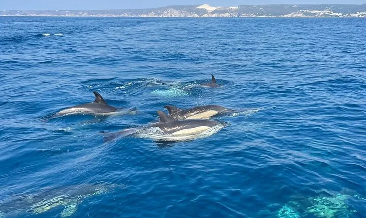Sesimbra: Arrábida Dolphin and Whale Watching tour with biologist