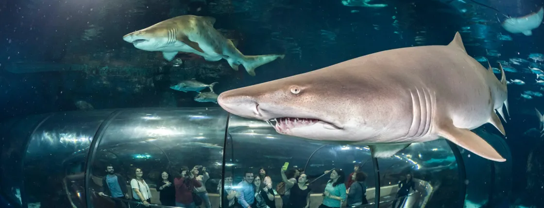 Barcelona Aquarium