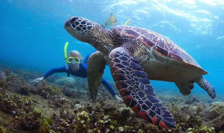 Snorkeling and Watersport Activities at Fujairah Snoopy Island