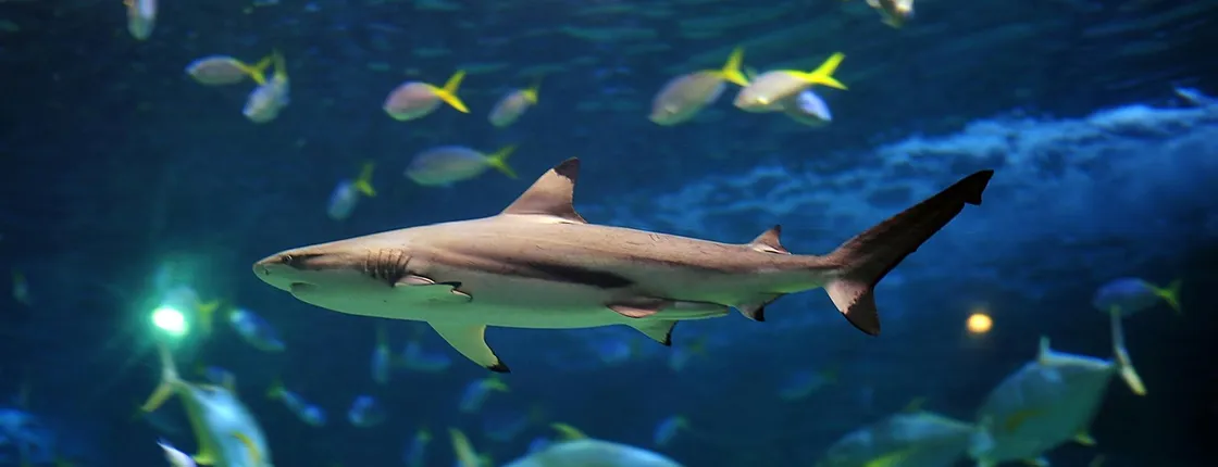 Tickets to the Lanzarote Aquarium in Costa Teguise
