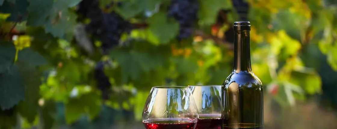 Bodega Viña Real Guided Tour with Wine and Cheese Tasting