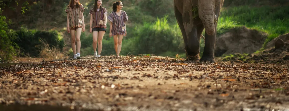 Feed Me experience at Elephant Jungle Sanctuary in Phuket