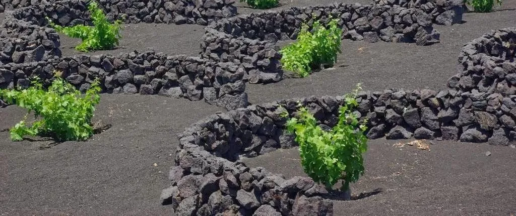 Discover Lanzarote tour